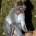 monkey_macaque_balinese_mf_ubud_v_1187_bal4905.jpg